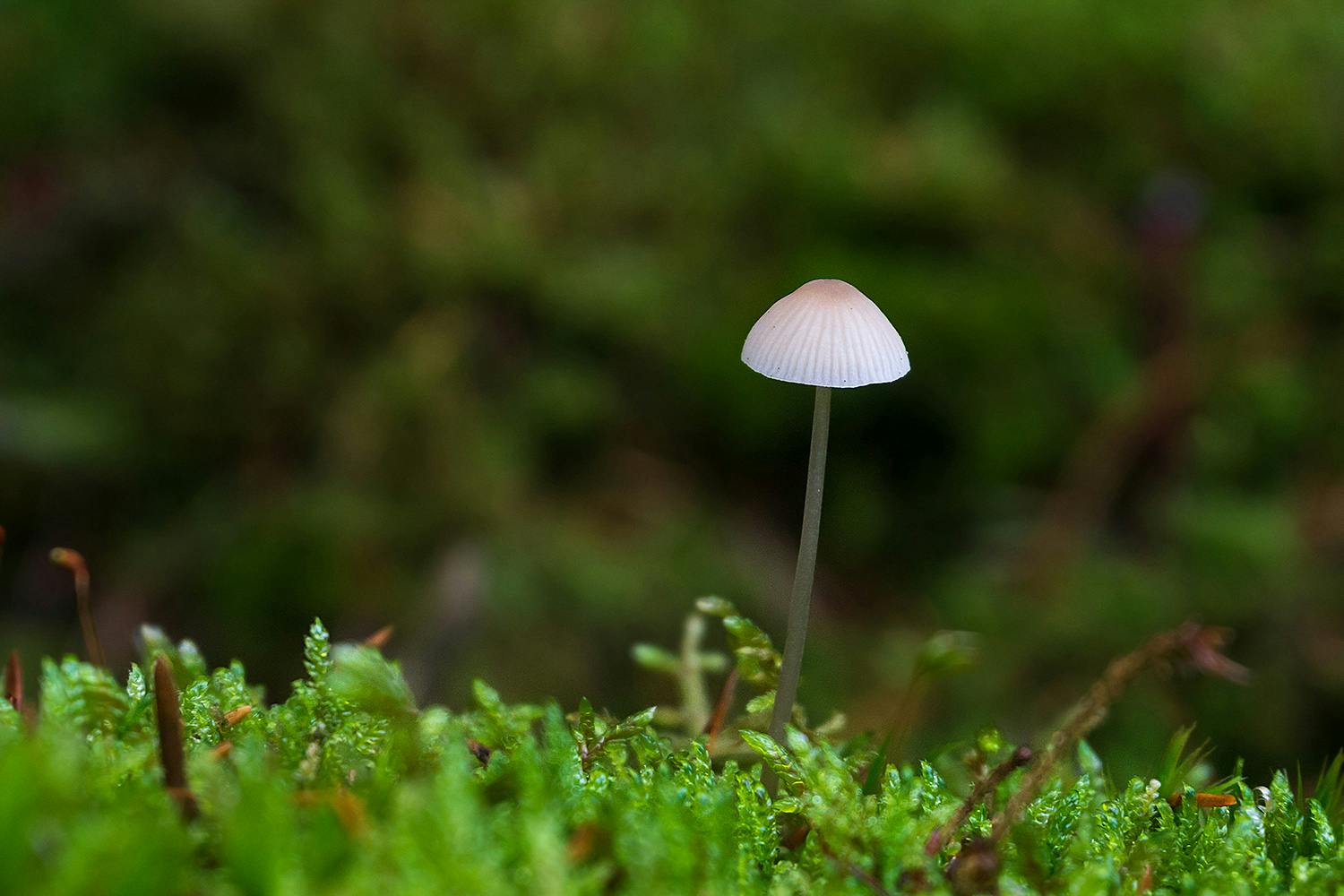 foto af svamp Svamp i skogen